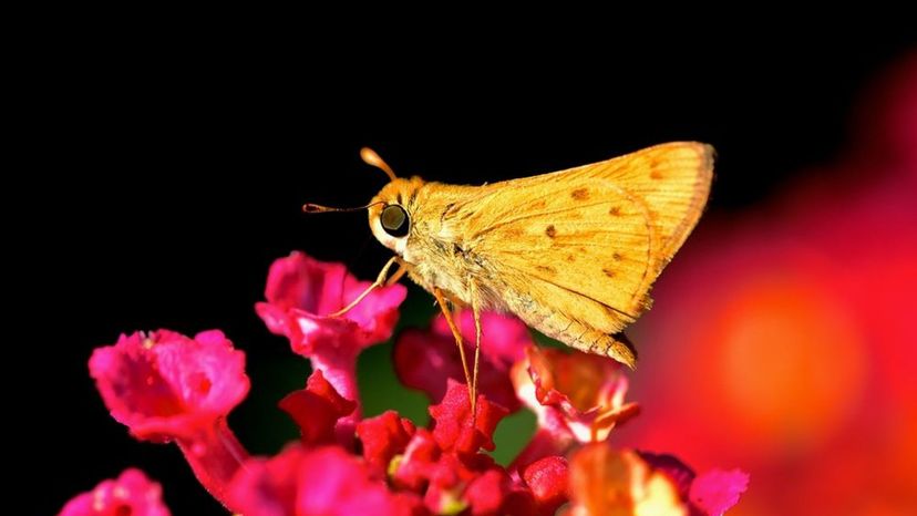 Fiery Skipper