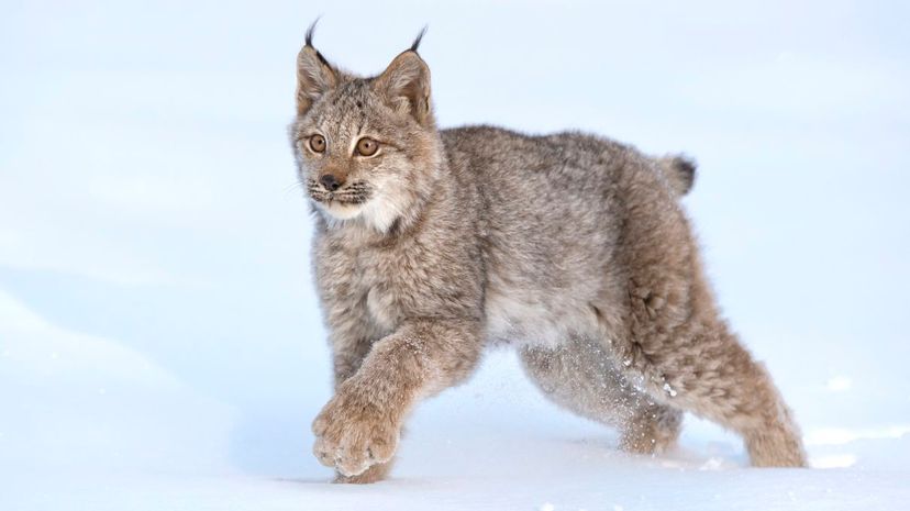 17 lynx