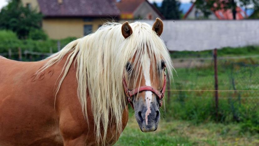 Haflinger