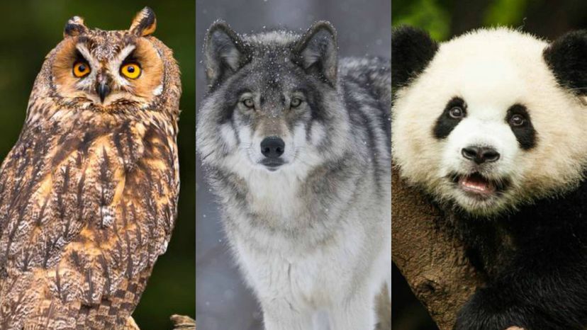 Which Animal Will You Be In Your Next Life?
