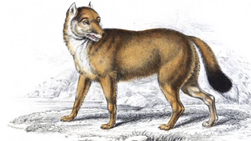 Falkland Islands Wolf