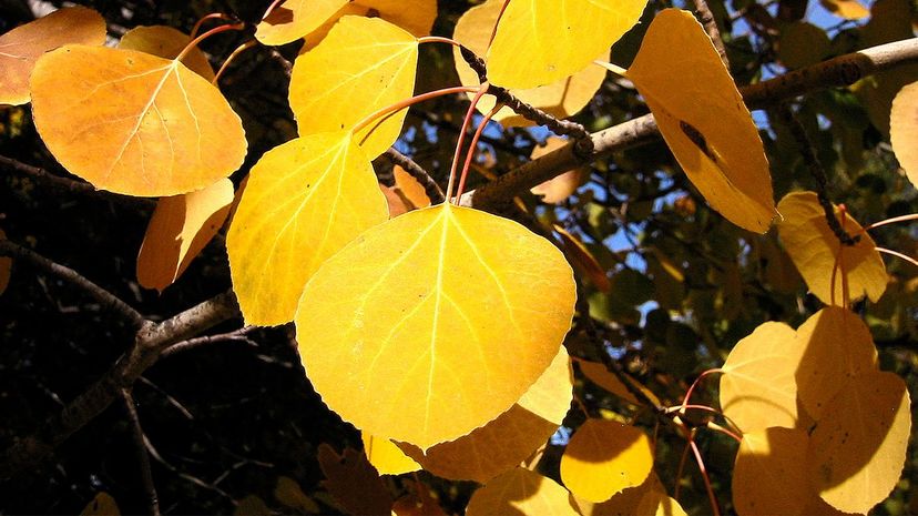 Quaking aspen