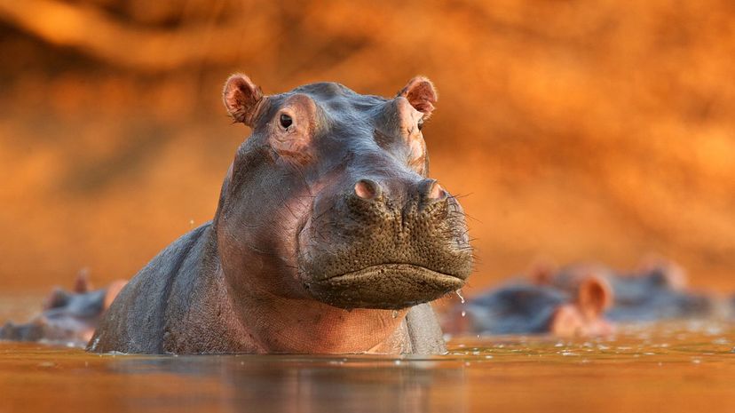 Hippo