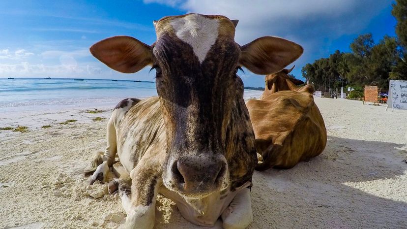 25 _cow岛,缅因州”width=