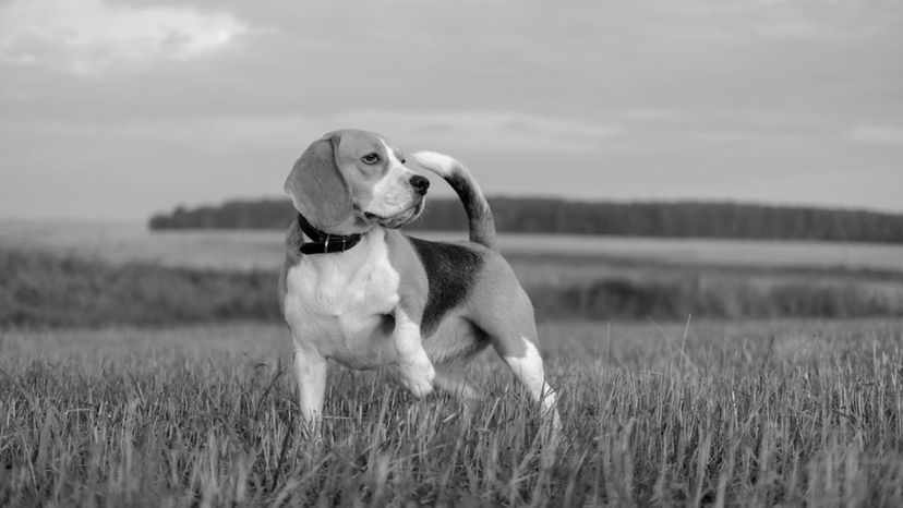 Beagle