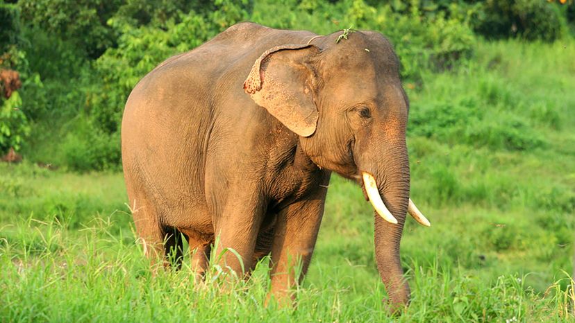 Asian Elephant