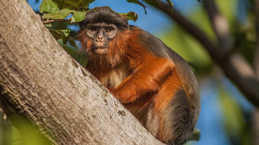 Western red colobus