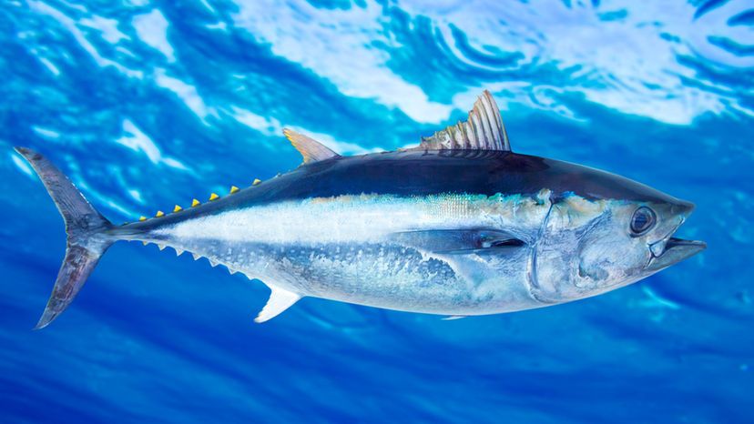 BLUEFIN TUNA