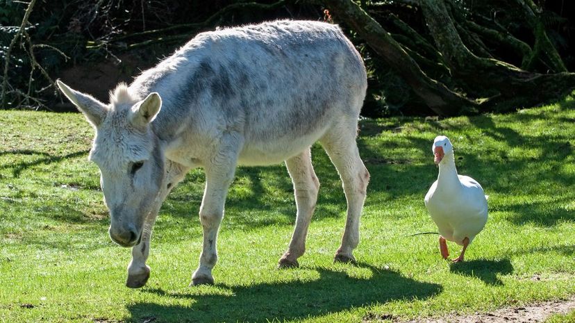 What Strange Combination of Animals Are You?