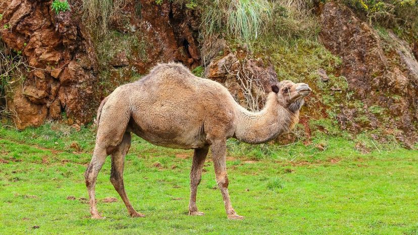 Dromedary Camel