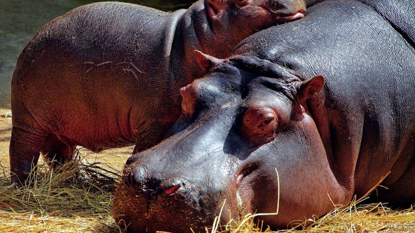 Baby and mom hippopotamus