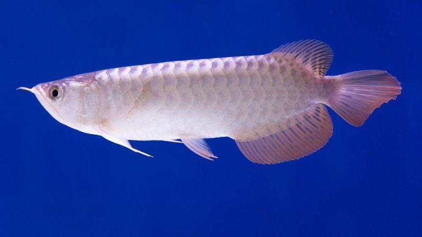 Arowana