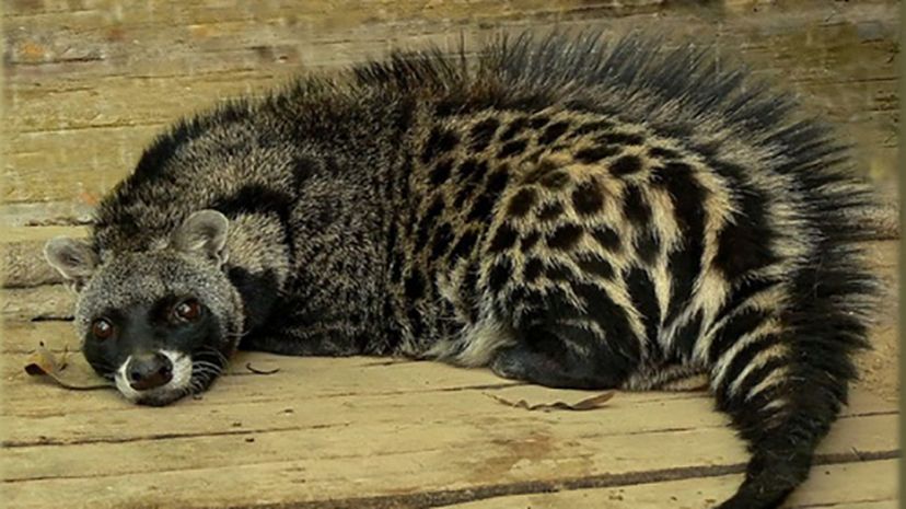 African civet