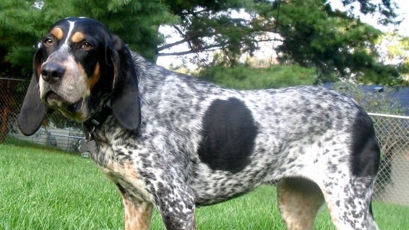 What is the name of this American hunting dog?