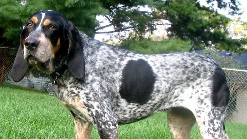 Which breed of hunting dog is shown in this picture?