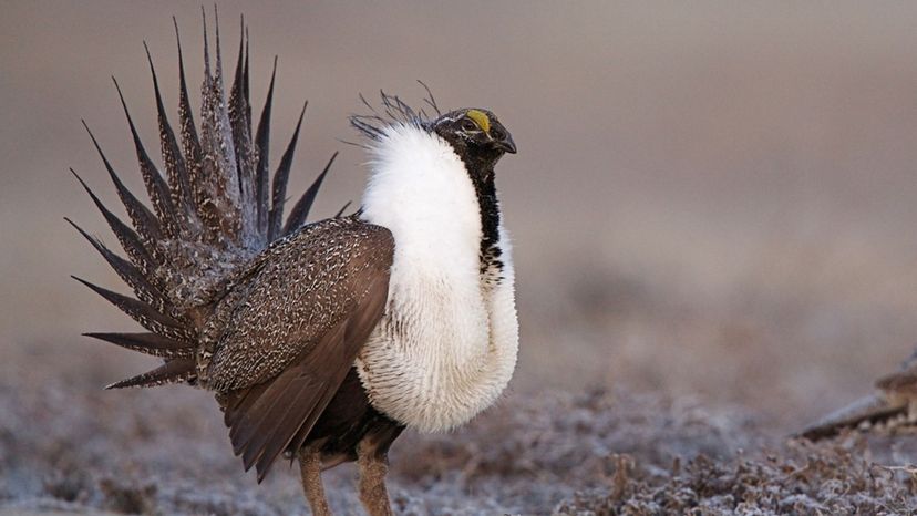 Greater Sage-Grouse