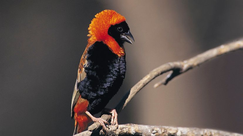 Red Bishop Weaver