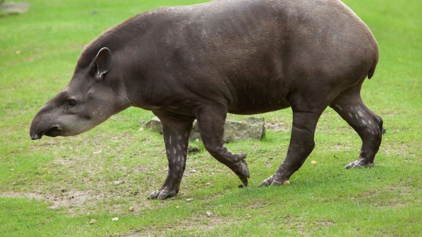 tapir