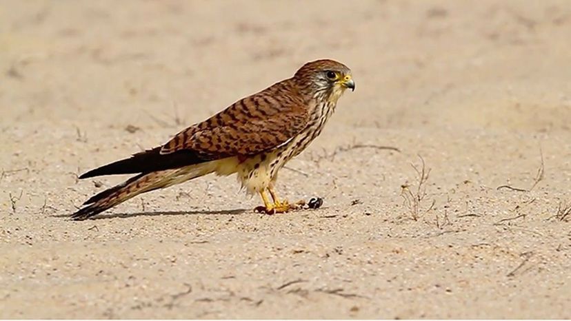 Lesser Kestrel