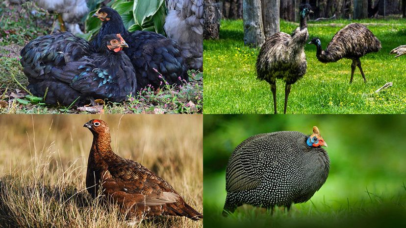 guineafowl, grouse, cochin chicken, emu