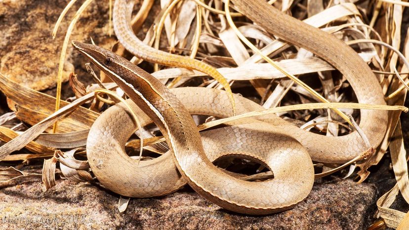 Burton's Legless Lizard