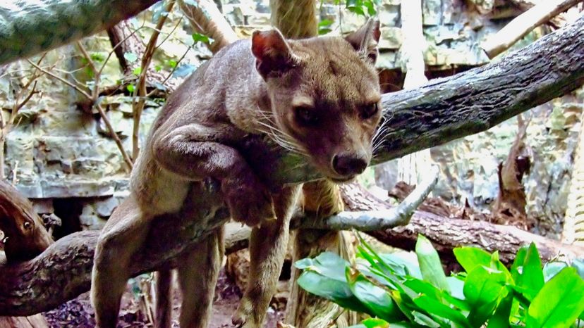 Fossa