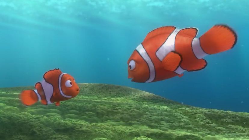 Nemo and Marlin1