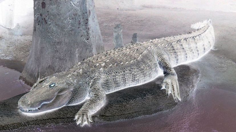 Alligator