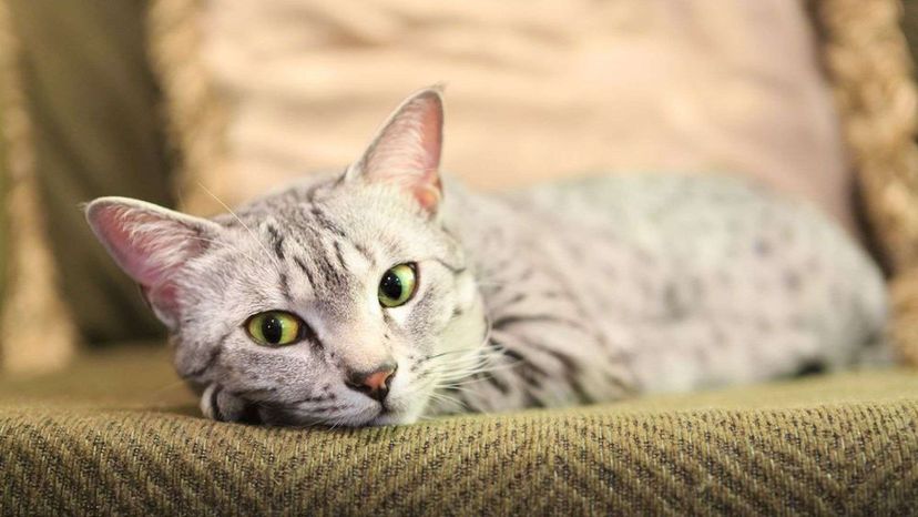 Egyptian Mau