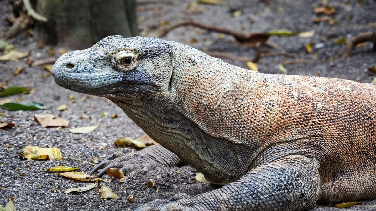 What do you know about the world's deadliest animals? Zoo