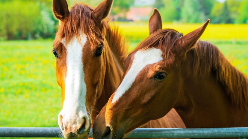 Two Horses