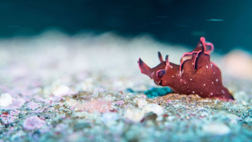 sea hares