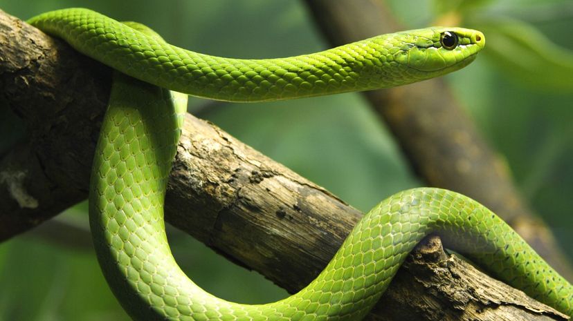 Green mamba