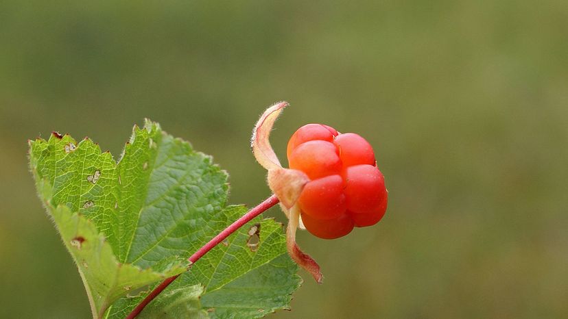 Cloudberry