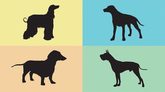 Can You Guess These Dog Breeds from a Silhouette?