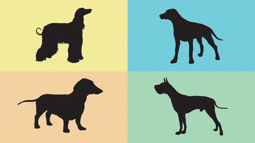 Can You Guess These Dog Breeds from a Silhouette?