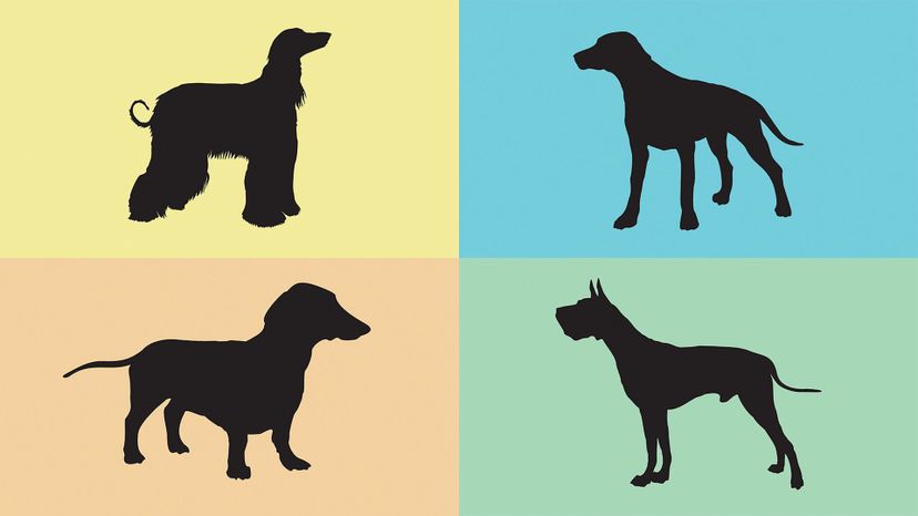 Can You Guess These Dog Breeds From A Silhouette Zoo