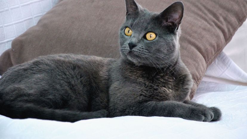 Chartreux