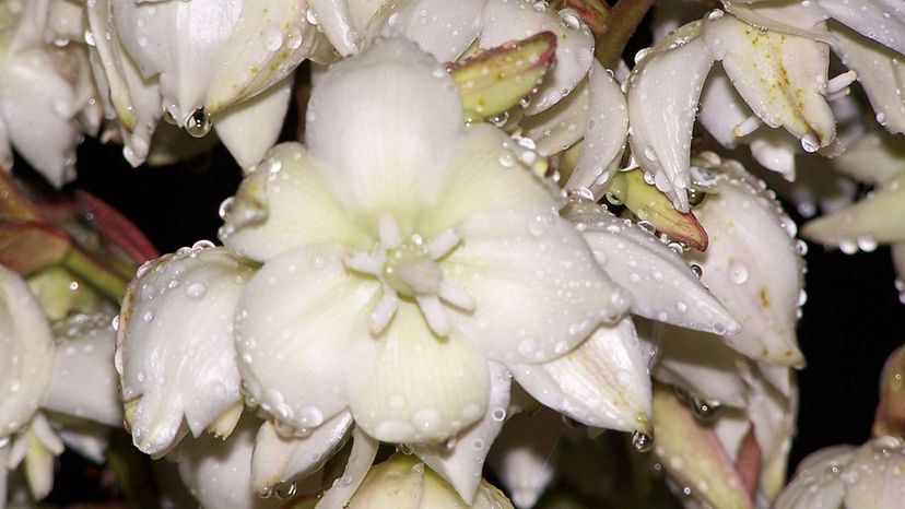 Yucca Flower