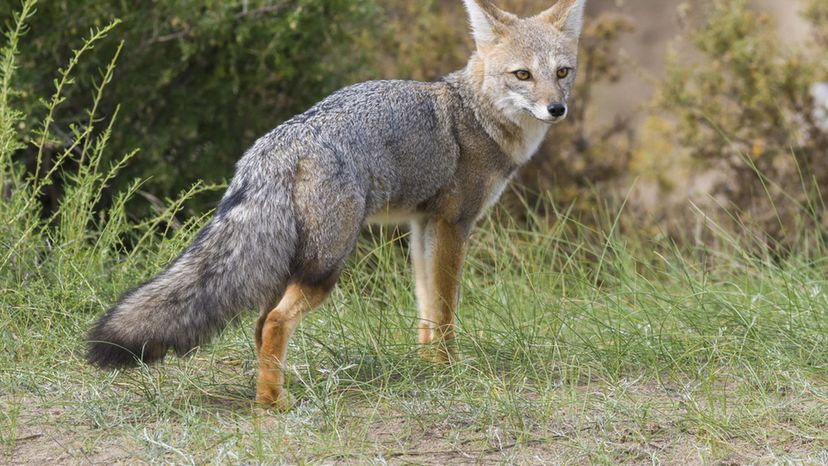 Pampas Fox