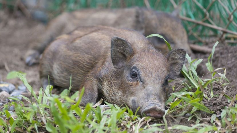 Wild Feral Pig