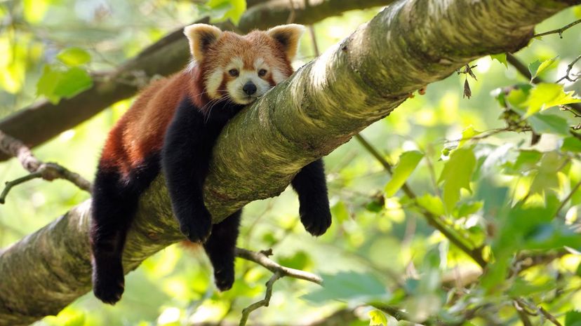Red panda