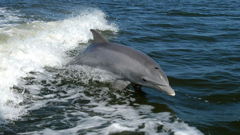 Bottlenose Dolphin