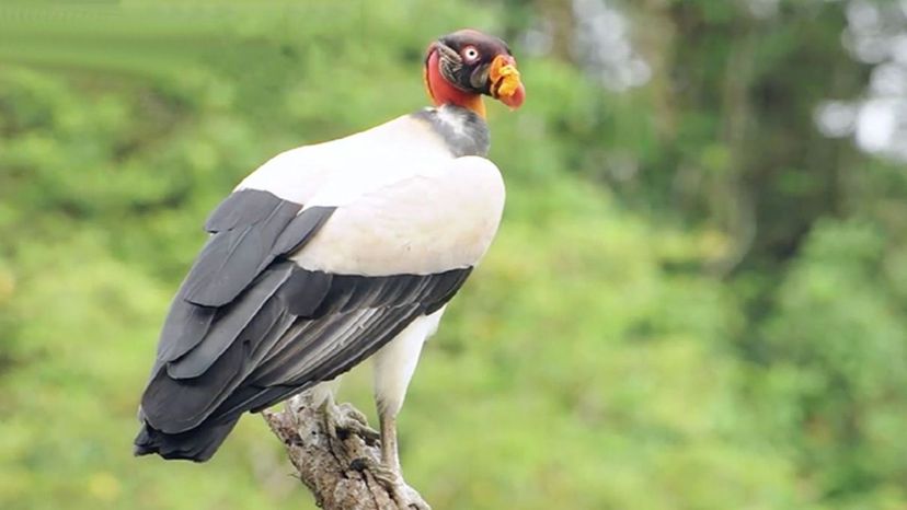 King Vulture