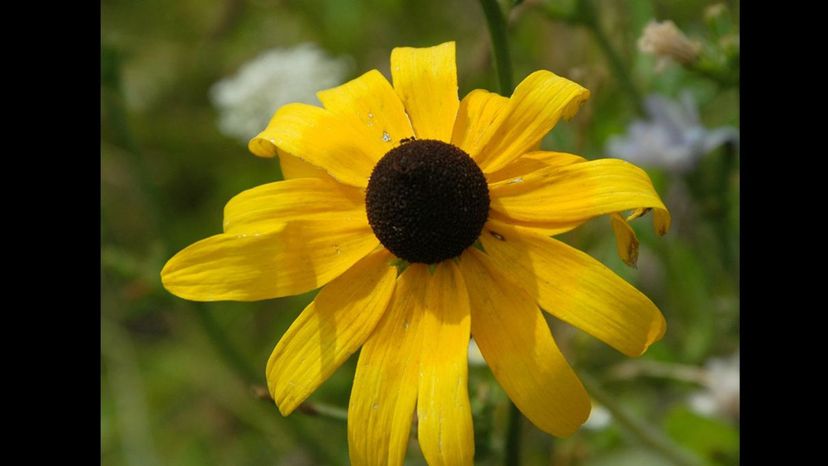 Black-eyed Susan