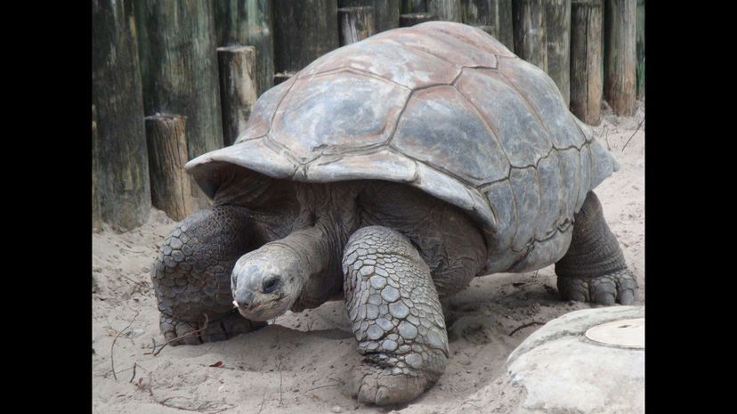 #19 Aldabra Giant Tortoise