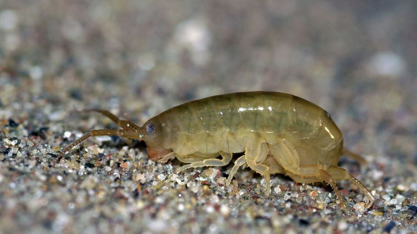 sand hopper