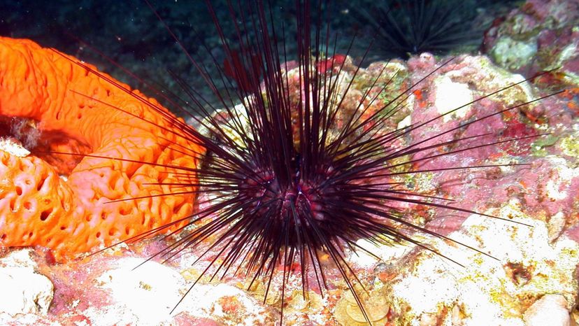 Sea urchin