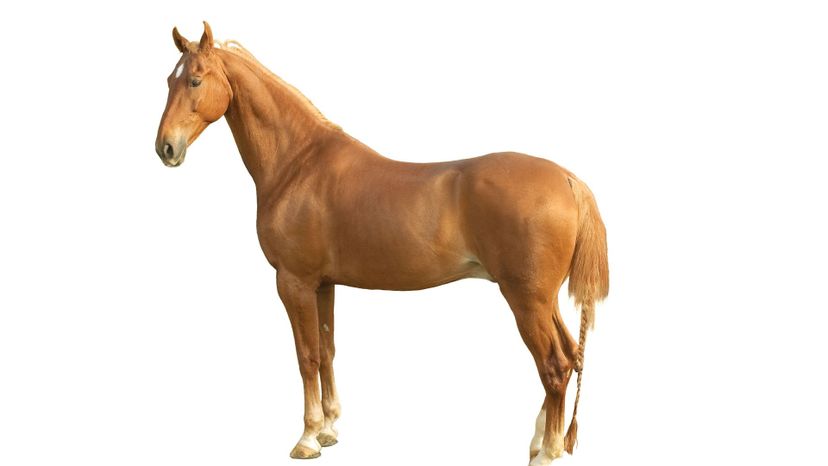 American saddlebred