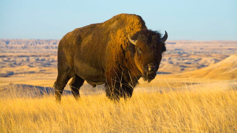 Bison